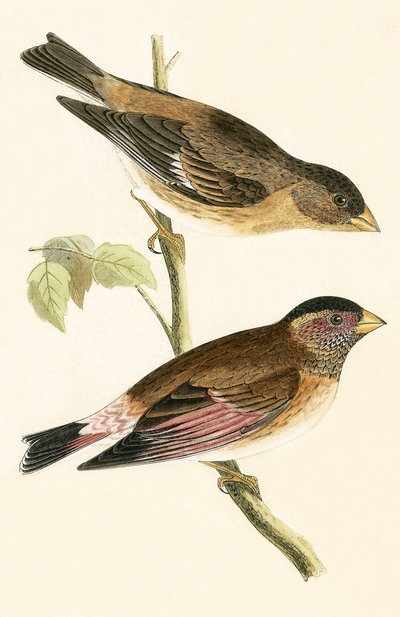 Gros-bec à ailes cramoisies, illustration de 