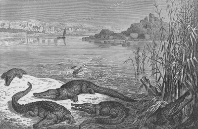 Crocodiles sur le Haut Nil - English School