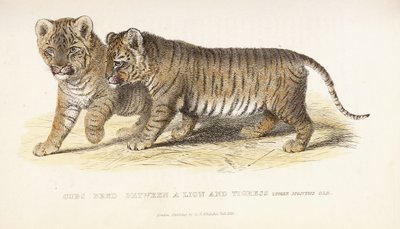 Lionceaux croisés entre un lion et une tigresse, trois mois - English School