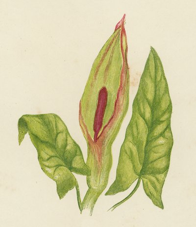 Gouet tacheté, Arum Maculatum - English School