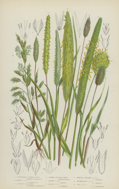 Herbe canari cultivée, Herbe canari des roseaux, Roseau de mer commun, Queue de chat commune - English School
