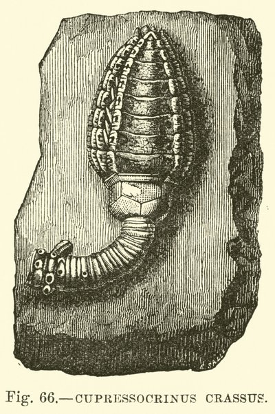 Cupressocrinus crassus - English School