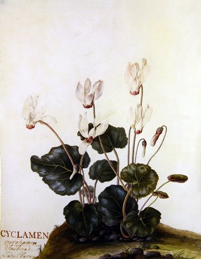 Cyclamen européen Lady Clarendon - English School