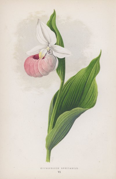 Cypripedium Spectabile - English School