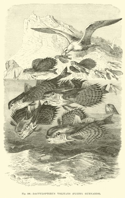 Dactylopterus Volitans, grondins volants - English School