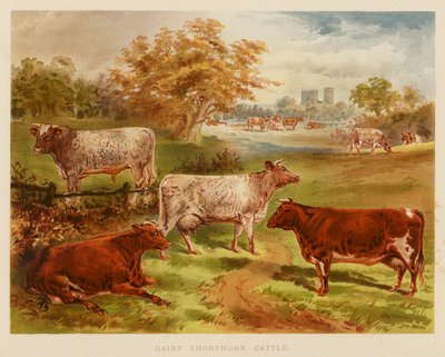Bétail Shorthorn laitier - English School