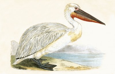 Pélican dalmate, illustration de 