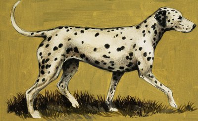Chien dalmatien - English School