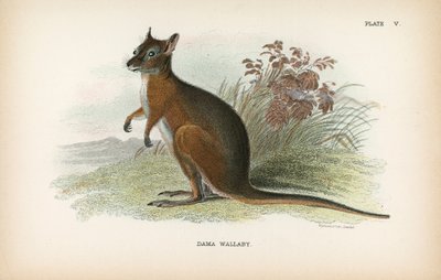 Dama Wallaby - English School