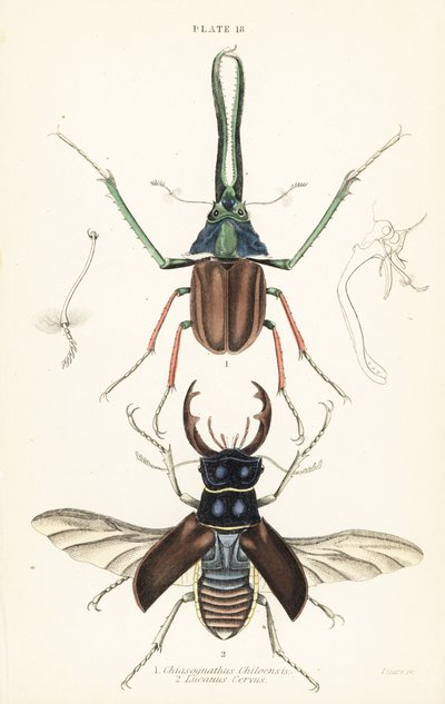 Coléoptère de Darwin, cerf-volant de Grant ou cerf-volant chilien, Chiasognathus grantii 1, et cerf-volant européen, Lucanus cervus 2 - English School