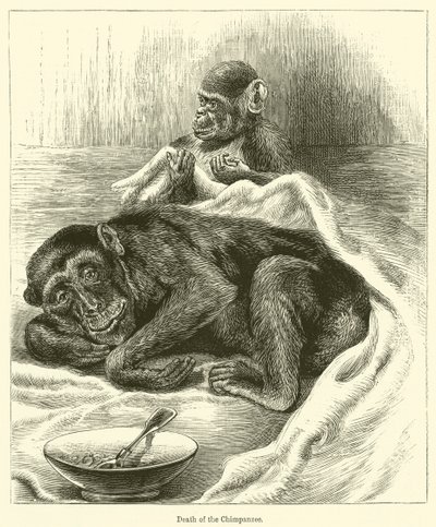 Mort du Chimpanzé - English School