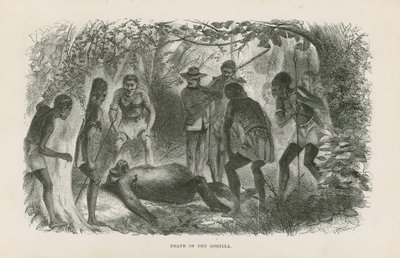 Mort du gorille - English School