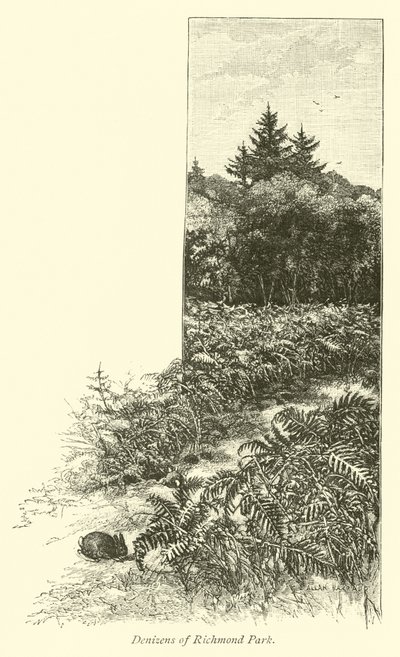 Habitants du parc de Richmond - English School
