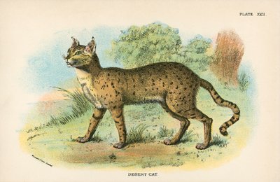 Chat du désert - English School