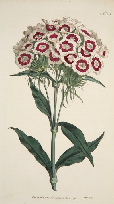 Dianthus Barbatus Bearded Pink, pub. 1792 gravure coloriée à la main - English School