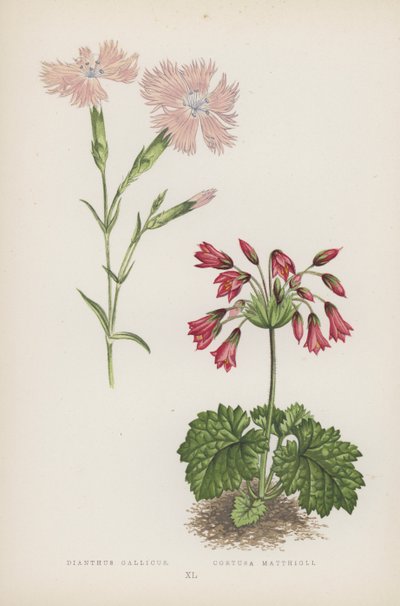 Œillet de France ; Cortuse de Matthiole (lithographie en couleur) - English School