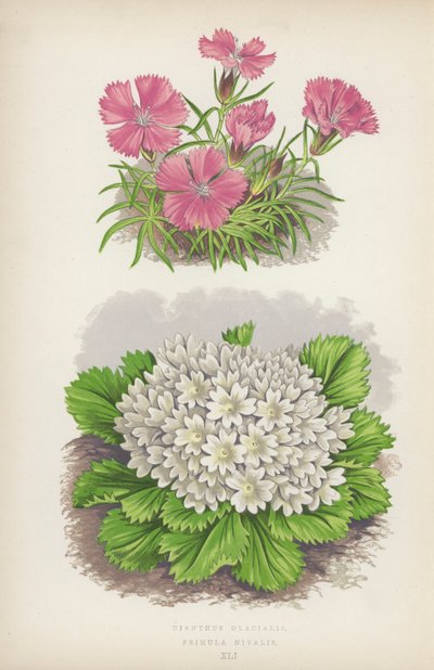 Dianthus Glacialis; Primula Nivalis - English School