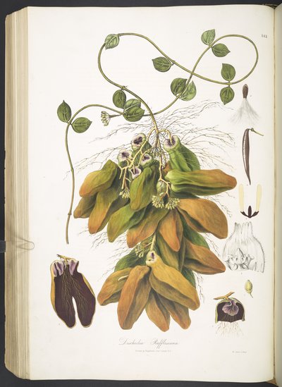 Dischidia Rafflesiana, planche 142 de 
