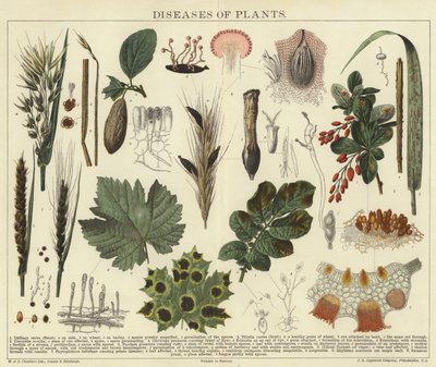 Maladies des plantes - English School