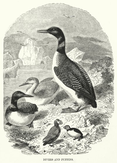 Plongeurs et macareux (gravure) - English School