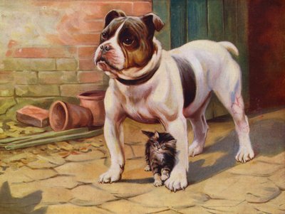Chien et chaton - English School
