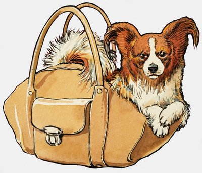 Chien dans un sac à main - English School