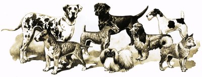 Chiens - English School