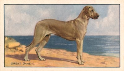 Chiens : Dogue allemand (lithographie couleur) - English School