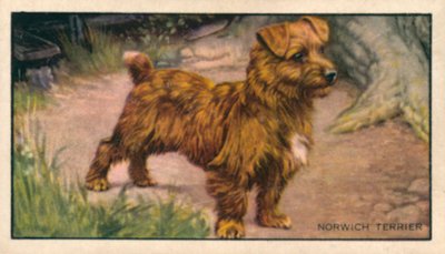 Chiens : Terrier de Norwich (lithographie couleur) - English School