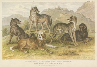 Chiens et loups (gravure en couleur) - English School