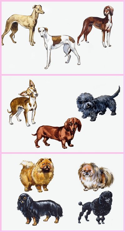 Montage de chiens - English School