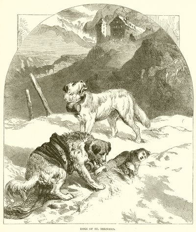 Chiens de Saint Bernard - English School