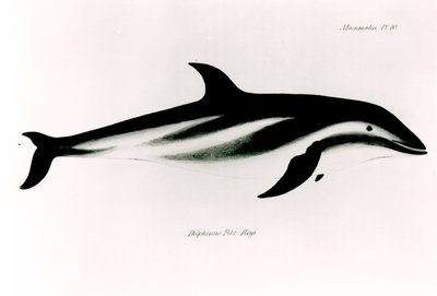 Dauphin, illustration de 