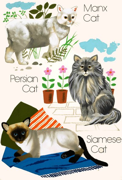 Chats domestiques - English School