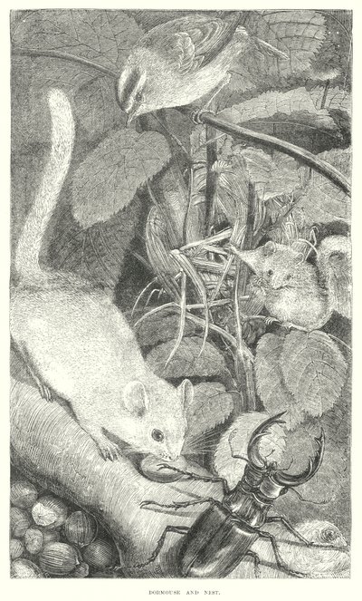 Loir (gravure) - English School