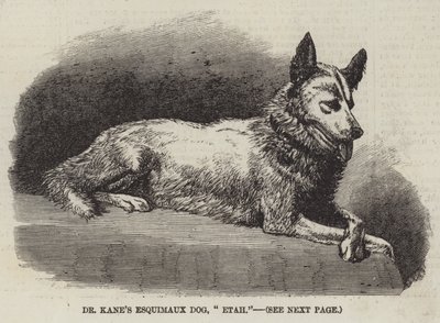 Le chien esquimau du Dr Kane, « Etah » (gravure) - English School