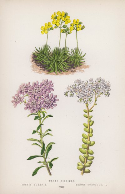 Draba Aizoides; Iberis Bubanii; Sedum Turgidum - English School