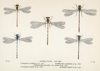 Libellules : Libellules (lithographie couleur) - English School