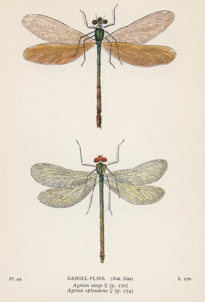 Libellules : Libellules (lithographie couleur) - English School