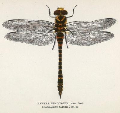 Libellules : Hawker Dragon-Fly (lithographie couleur) - English School