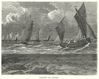 Dragage des huîtres (gravure) - English School