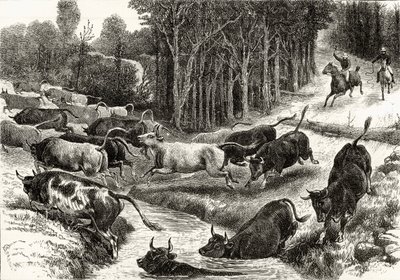 Conduite de bétail en Australie, c.1880, de 