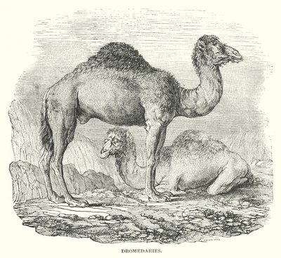 Dromadaires (gravure) - English School