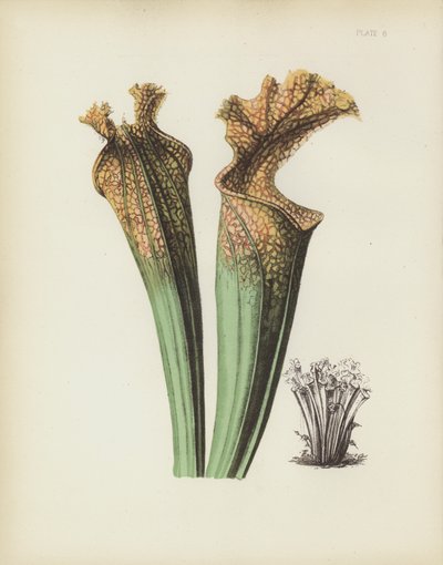 La fleur de selle latérale de Drummond, Sarracenia Drummondii - English School