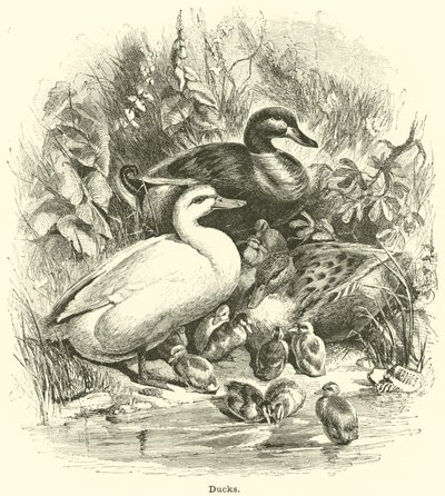 Canards - English School