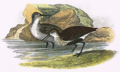 Bécasseau variable - English School