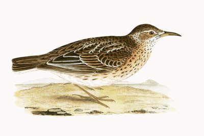 Alouette Dupont, illustration de 