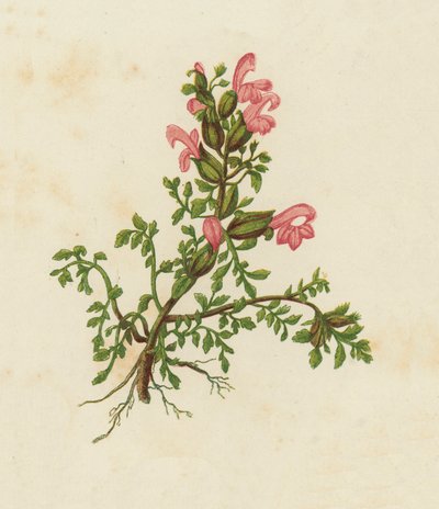 Pédiculaire des bois, Pedicularis Sylvatica - English School