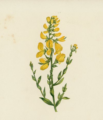 Genêt des Teinturiers, Genista Tinctoria - English School