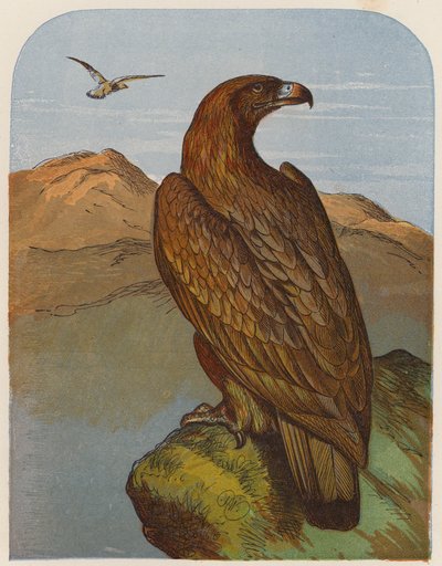 Aigle - English School